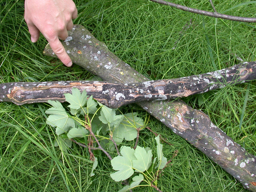 Baum Rindenschäden